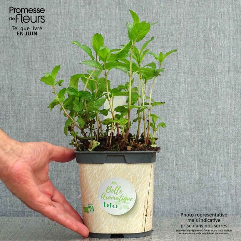 Exemplaar van Pepermunt BIO - Mentha piperita (jonge planten) Kweekpotje van 7/8 cm zoals geleverd in de zomer
