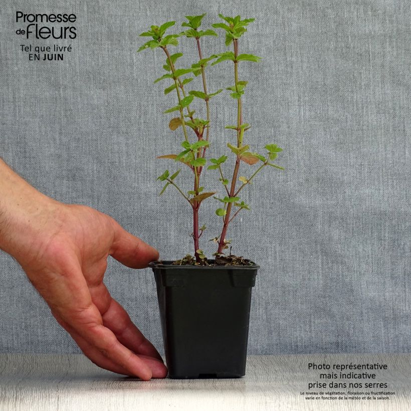 Exemplaar van Pepermunt - Mentha piperita Kweekpotje van 8/9 cm zoals geleverd in de zomer