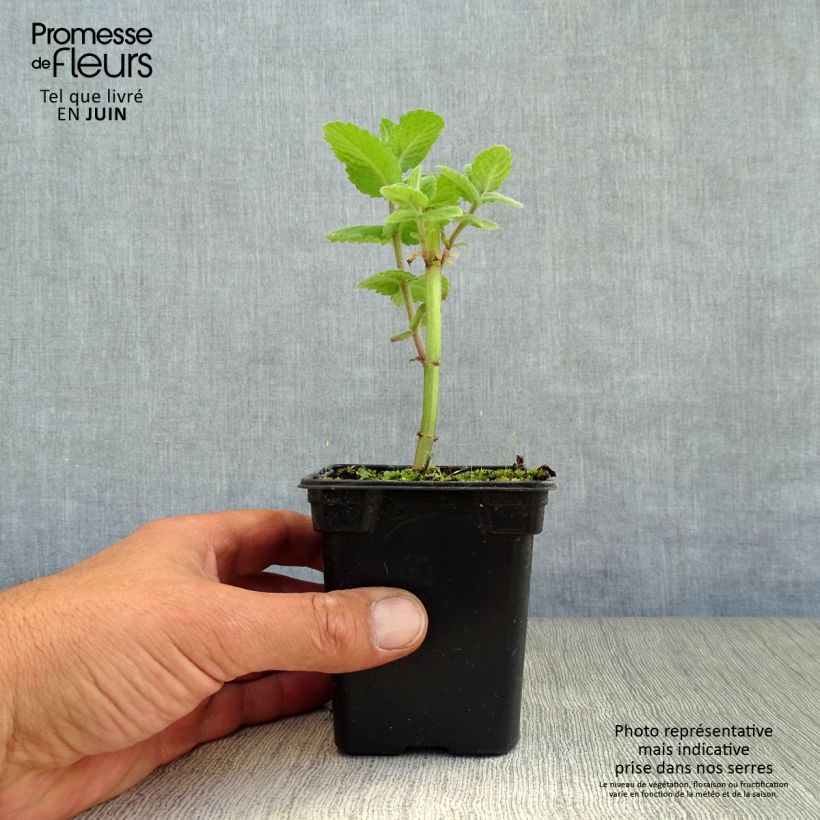 Exemplaar van Appelmunt - Mentha suaveolens Applefruit Kweekpotje van 8/9 cm zoals geleverd in de zomer