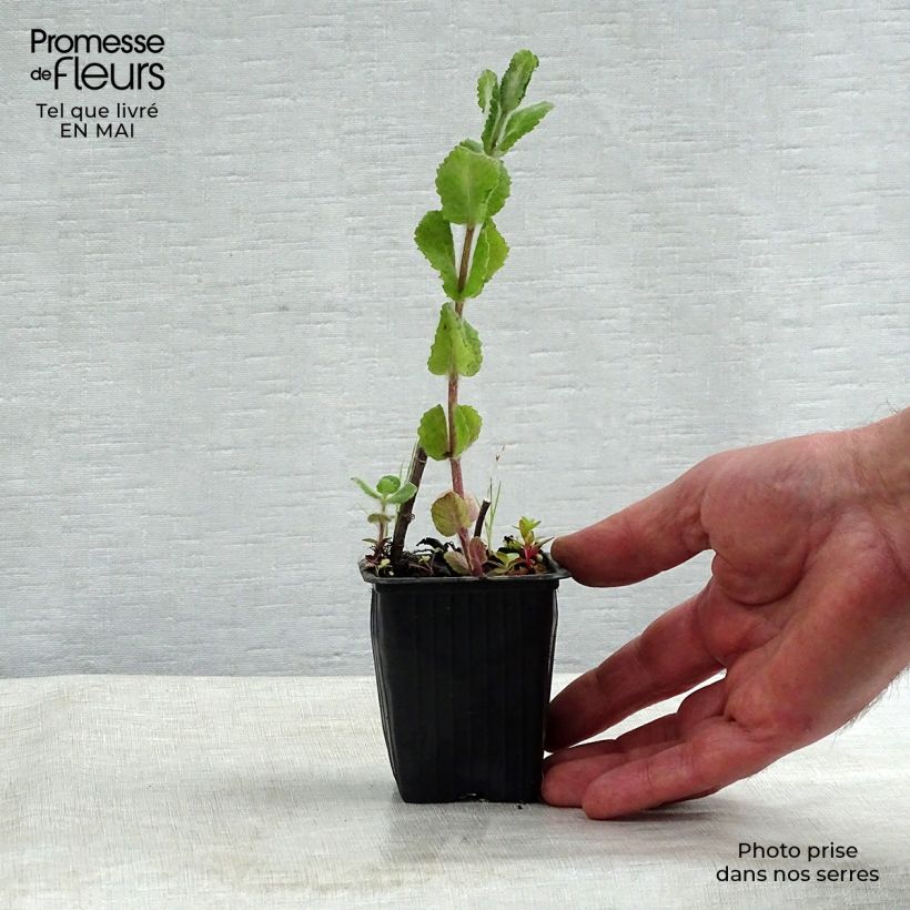 Exemplaar van Appelmunt - Mentha suaveolens Applefruit Kweekpotje van 8/9 cm zoals geleverd in de lente