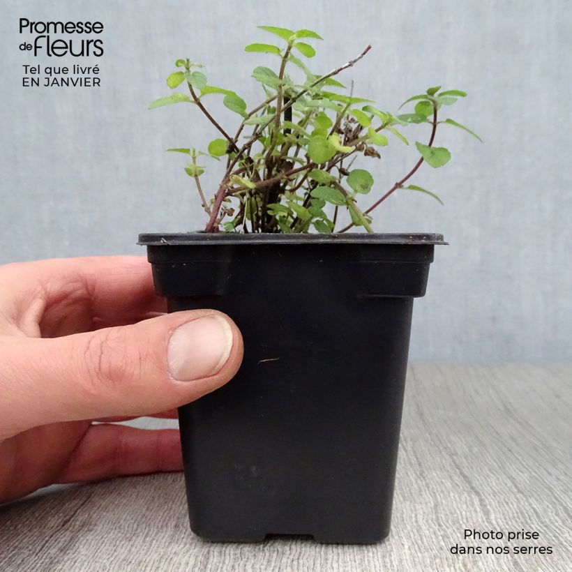 Exemplaar van Polei BIO - Mentha pulegium Kweekpotje van 8/9 cm zoals geleverd in de winter