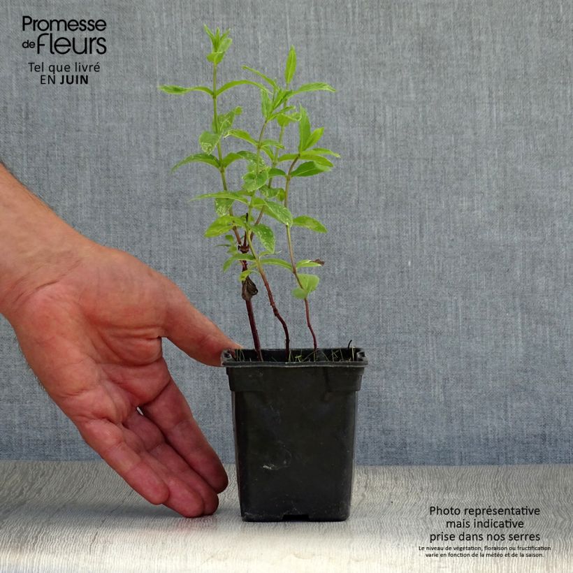 Exemplaar van Groene munt - Mentha spicata Kweekpotje van 8/9 cm zoals geleverd in de zomer