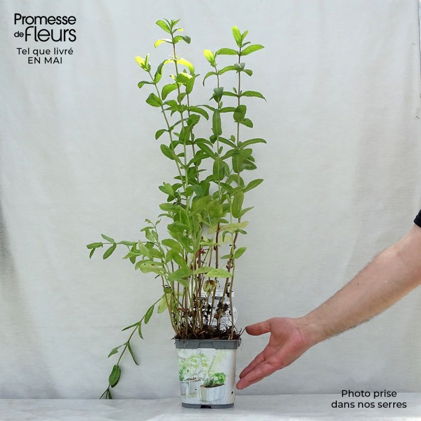 Exemplaar van Groene munt BIO (jonge planten) - Mentha spicata Pot van 2 l/3 l zoals geleverd in de lente