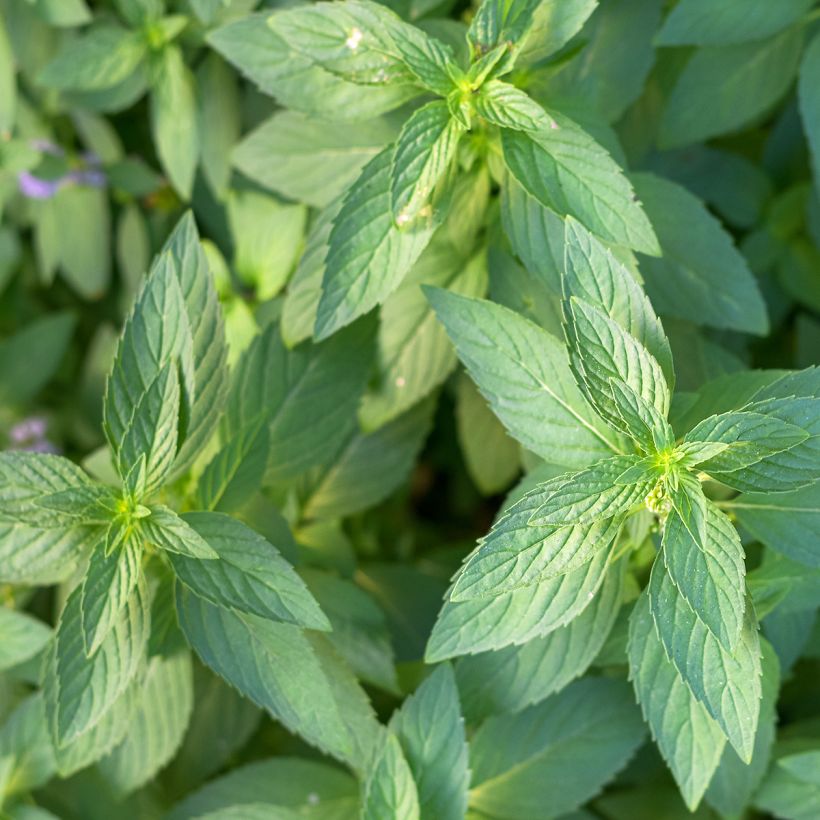 Mentha arvensis - Akkermunt (Blad)