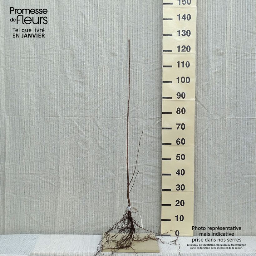 Exemplaar van Prunus avium - Zoete kers Naakte wortel zoals geleverd in de winter