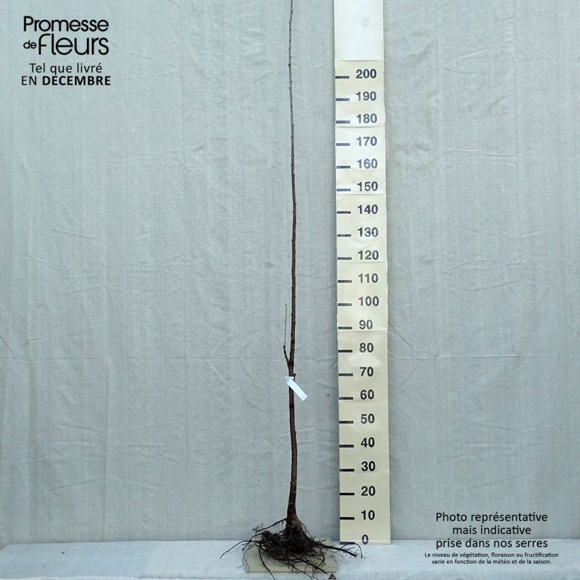 Exemplaar van Prunus avium - Zoete kers Naakte wortel zoals geleverd in de winter