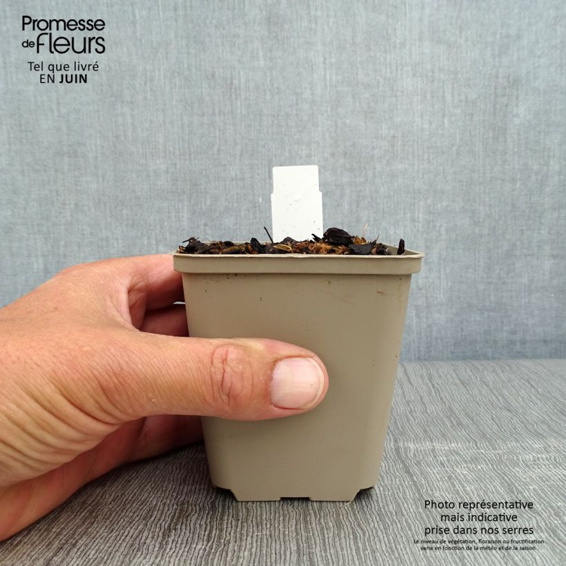 Exemplaar van Mertensia virginica - Virginisch longkruid Kweekpotje van 8/9 cm zoals geleverd in de zomer
