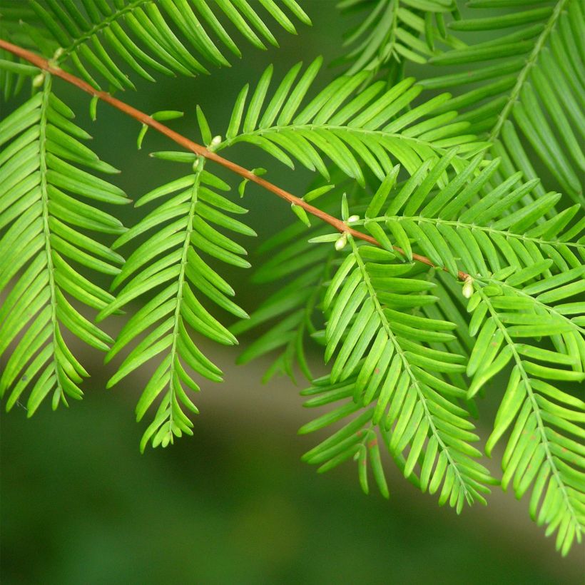 Metasequoia glyptostroboides - Watercipres (Foliage)