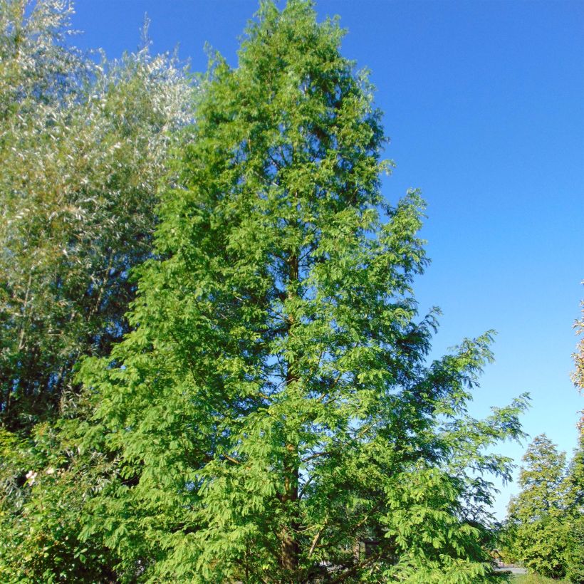Metasequoia glyptostroboides - Watercipres (Plant habit)