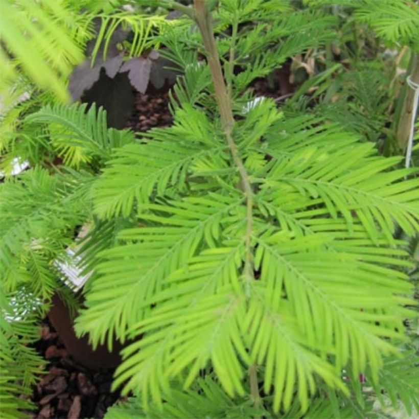Metasequoia glyptostroboides Chubby - Watercipres (Foliage)