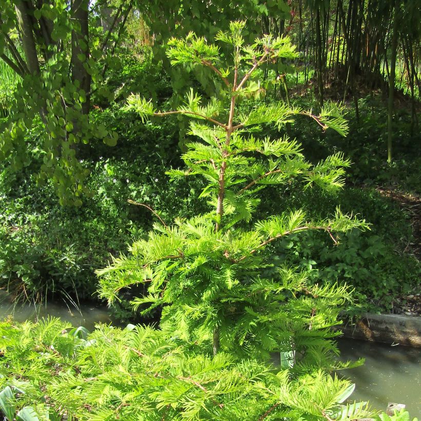 Metasequoia glyptostroboides Chubby - Watercipres (Plant habit)