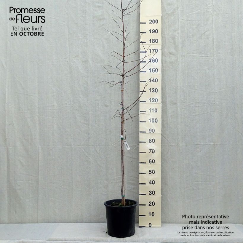 Exemplaar van Metasequoia glyptostroboides Gold Rush - Watercipres Pot van 12 l/15 l zoals geleverd in de herfst