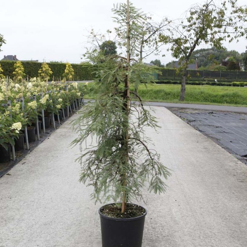 Metasequoia glyptostroboides Miss Grace - Watercipres (Groeiplaats)