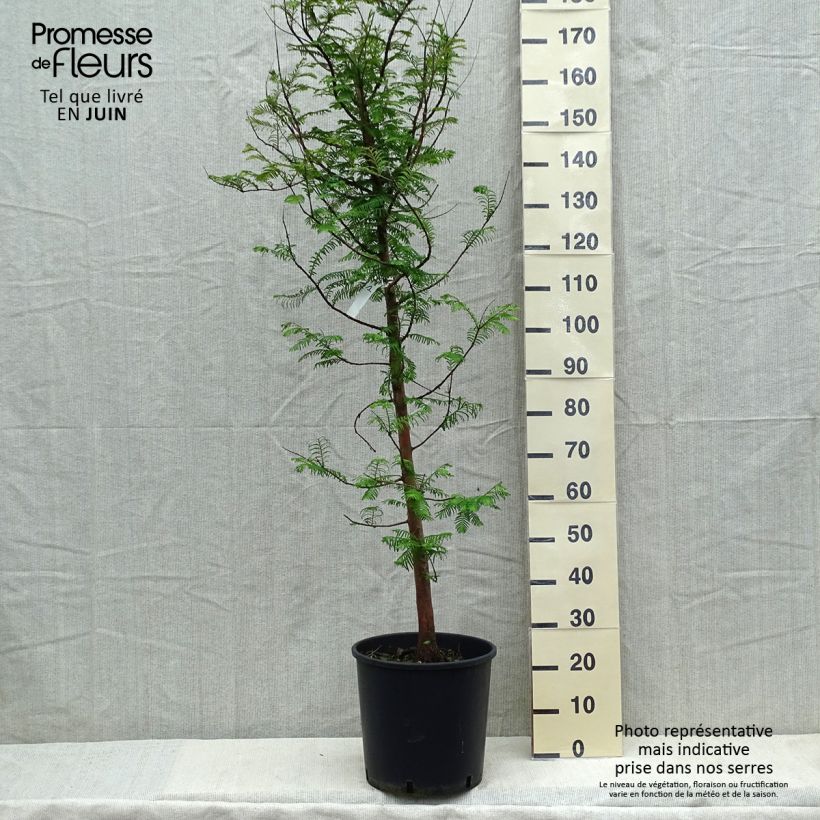 Exemplaar van Metasequoia glyptostroboides - Watercipres Pot van 18 l/20 l zoals geleverd in de lente