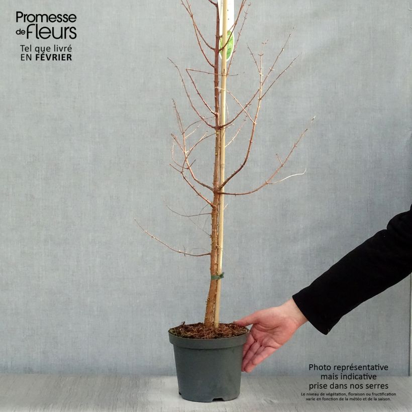 Example of Metasequoia glyptostroboides Pot van 3 l/4 l as you get in hiver