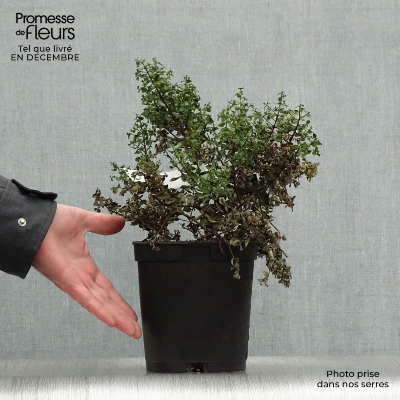 Example of Metrosideros Ferris Wheel Pot van 3 l/4 l as you get in hiver