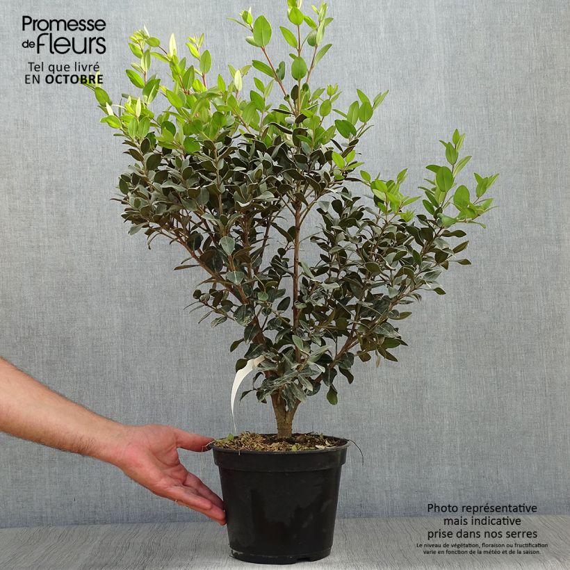 Exemplaar van Metrosideros Mistral - Nieuw-Zeelandse kerstboom Pot van 4 l/5 l zoals geleverd in de herfst