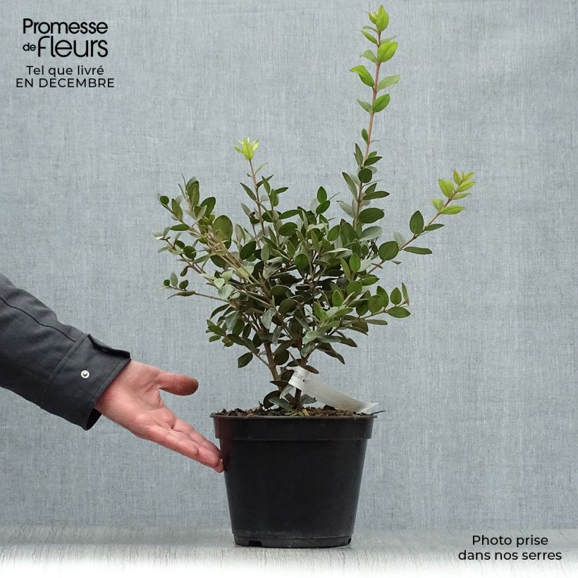 Example of Metrosideros Mistral - Arbre de Noël de Nouvelle-Zélande Pot van 4 l/5 l as you get in hiver