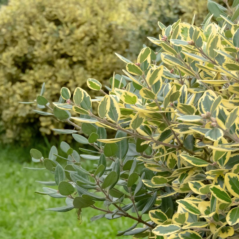 Metrosideros excelsa Aurea - Nieuw-Zeelandse kerstboom (Blad)