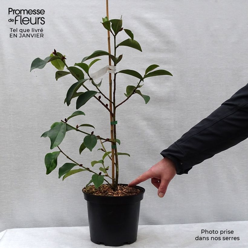 Example of Michelia Fairy Lime - Bananenstruik Pot van 4 l/5 l as you get in hiver