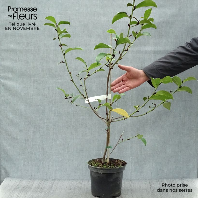 Exemplaar van Michelia Fairy Lime - Bananenstruik Pot van 4 l/5 l zoals geleverd in de herfst
