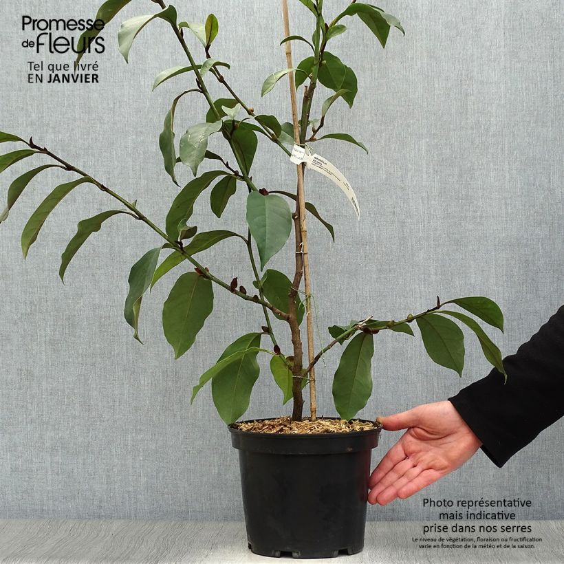 Example of Michelia (x) foggii Allspice - Michelia hybride Pot van 4 l/5 l as you get in hiver