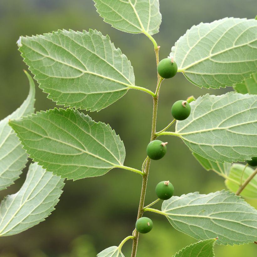 Celtis occidentalis - Westerse netelboom (Oogst)