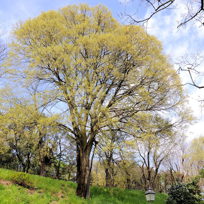 Celtis occidentalis - Westerse netelboom (Groeiplaats)