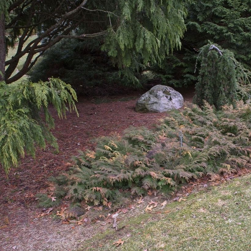 Microbiota decussata Fuzzball - Siberische tapijtcipres (Groeiplaats)