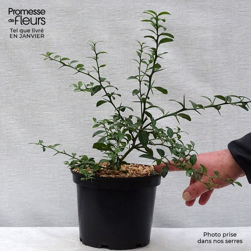 Exemplaar van Vingerlimoen (groene zaadkorrels) - Microcitrus australasica Pot van 2 l/3 l, Struik zoals geleverd in de winter