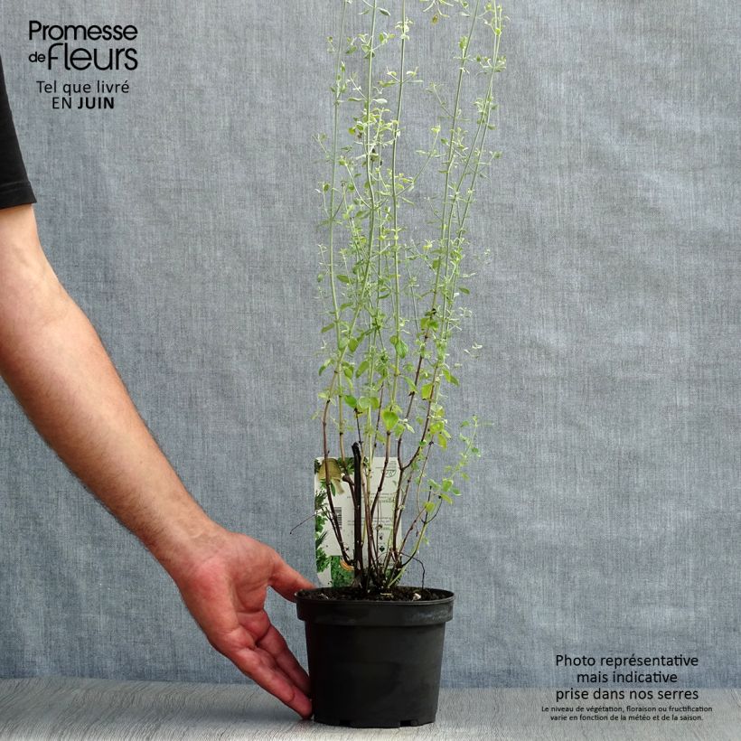 Exemplaar van Micromeria thymifolia - Balkanmunt Pot van 1,5 l/2 l zoals geleverd in de zomer