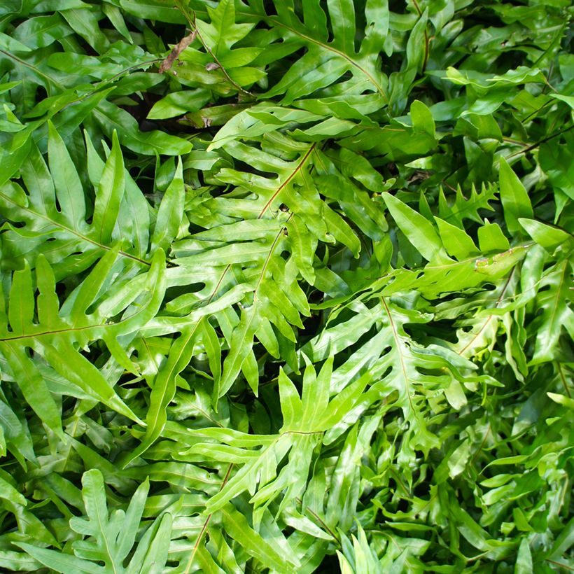 Microsorum diversifolium - Kangoeroevaren (Blad)