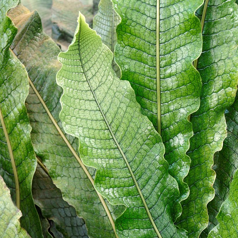 Microsorum musifolium Crocodyllus - Krokodillenvaren (Blad)