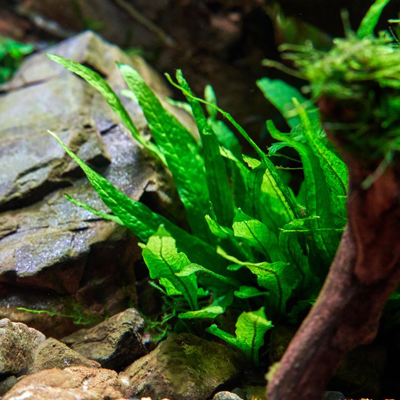 Microsorum pteropus - Javaanse varen (Groeiplaats)