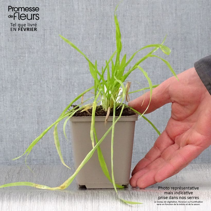 Example of Milium effusum Aureum Kweekpotje van 8/9 cm as you get in hiver