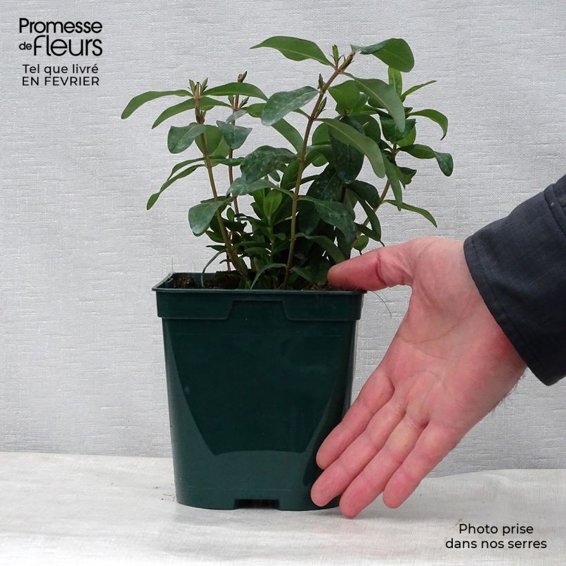 Example of Hypericum calycinum - Hertshooi Pot van 2 l/3 l as you get in hiver