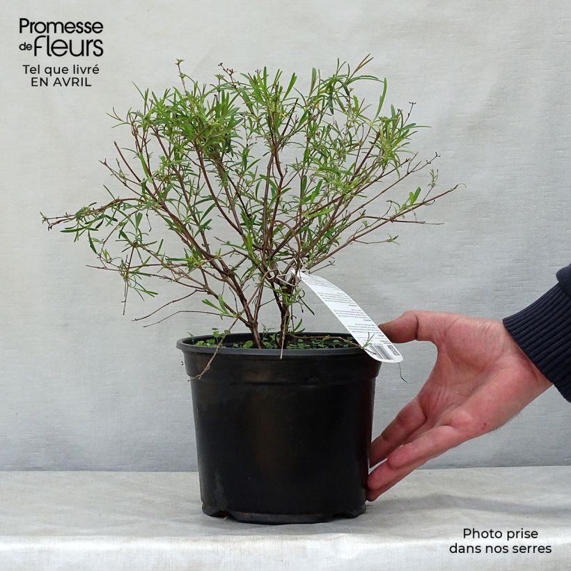 Exemplaar van Hypericum densiflorum Buttercup - Hertshooi Pot van 2 l/3 l zoals geleverd in de lente