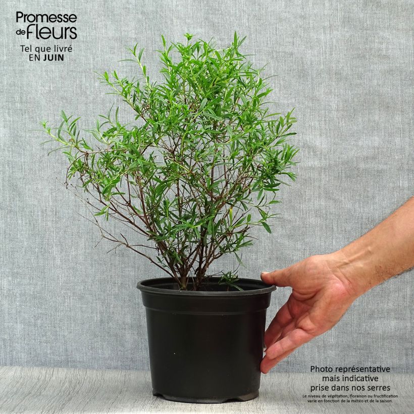 Exemplaar van Hypericum densiflorum Buttercup - Hertshooi Pot van 2 l/3 l zoals geleverd in de zomer
