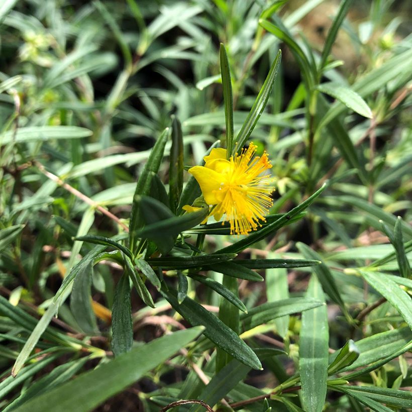 Hypericum densiflorum Buttercup - Hertshooi (Foliage)