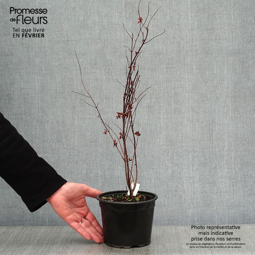 Example of Millepertuis - Hypericum inodorum Elstead Pot van 1,5 l/2 l as you get in hiver