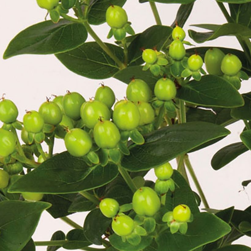 Hypericum inodorum Miracle Pistache - Hertshooi (Harvest)