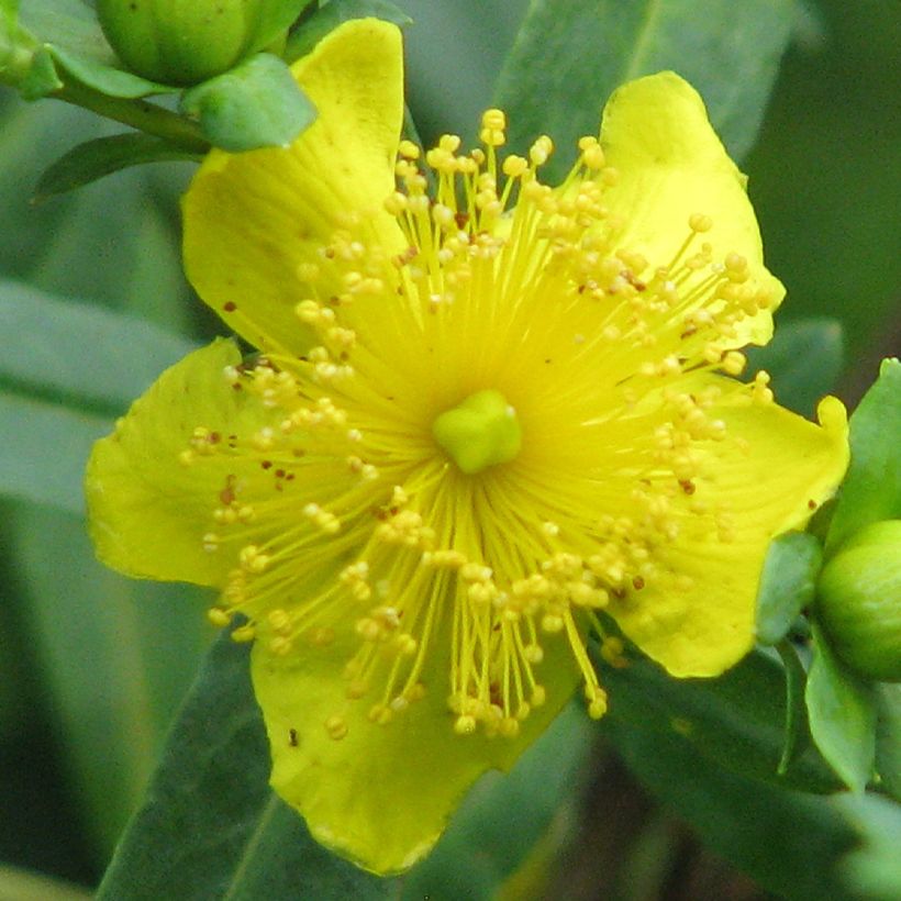 Hypericum kalmianum Cobalt-n-Gold - Kalm's hertshooi (Flowering)