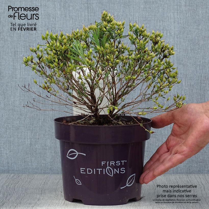 Exemplaar van Hypericum kalmianum Cobalt-n-Gold - Kalm's hertshooi Pot van 2 l/3 l zoals geleverd in de herfst