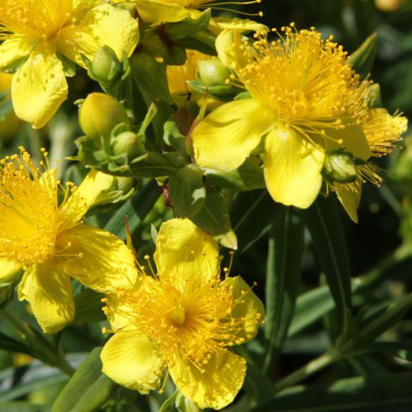 Hypericum kalmianum Sunny Boulevard - Kalm's hertshooi (Flowering)