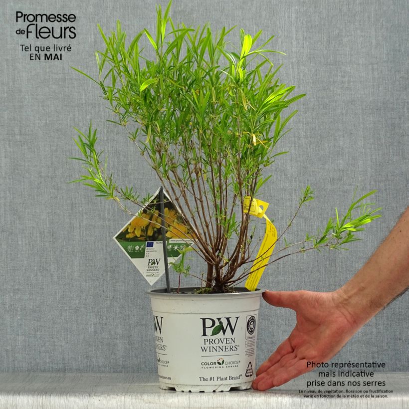 Exemplaar van Hypericum kalmianum Sunny Boulevard - Kalm's hertshooi Pot van 2 l/3 l zoals geleverd in de lente