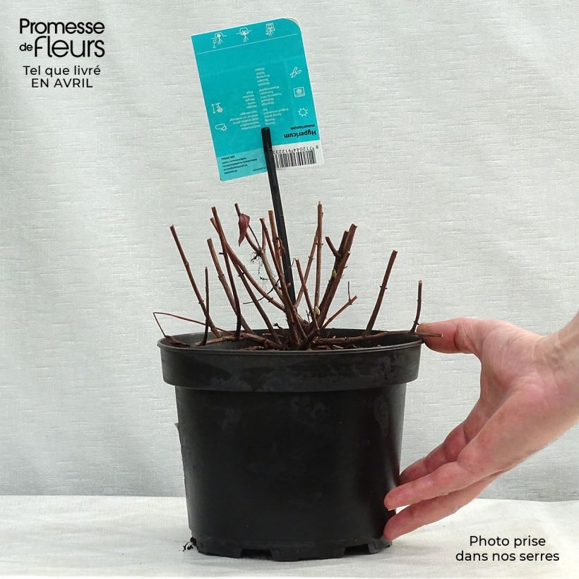 Exemplaar van Hypericum moserianum - Hertshooi Pot van 2 l/3 l zoals geleverd in de lente