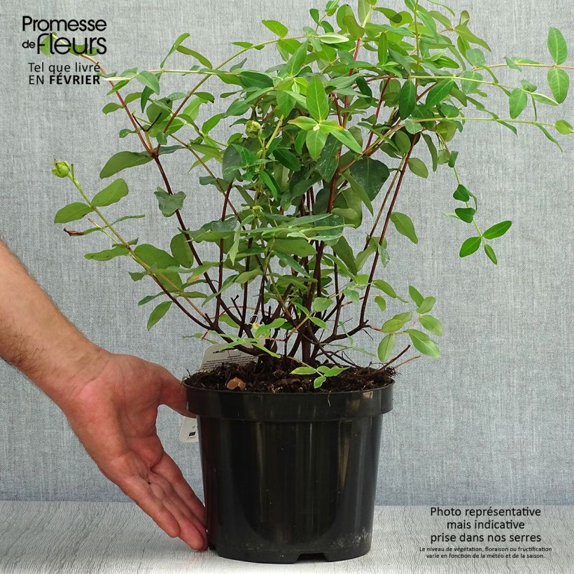 Exemplaar van Hypericum moserianum - Hertshooi Pot van 2 l/3 l zoals geleverd in de herfst