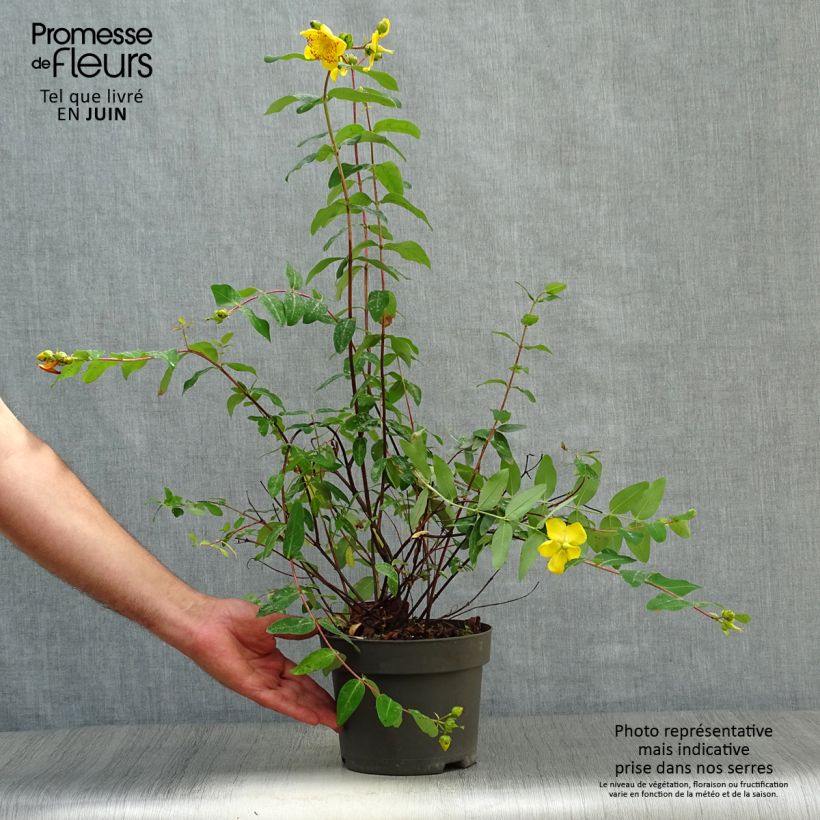 Exemplaar van Hypericum moserianum - Hertshooi Pot van 2 l/3 l zoals geleverd in de zomer