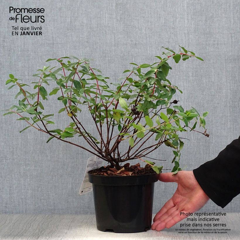 Example of Millepertuis - Hypericum (x) moserianum Pot van 2 l/3 l as you get in hiver