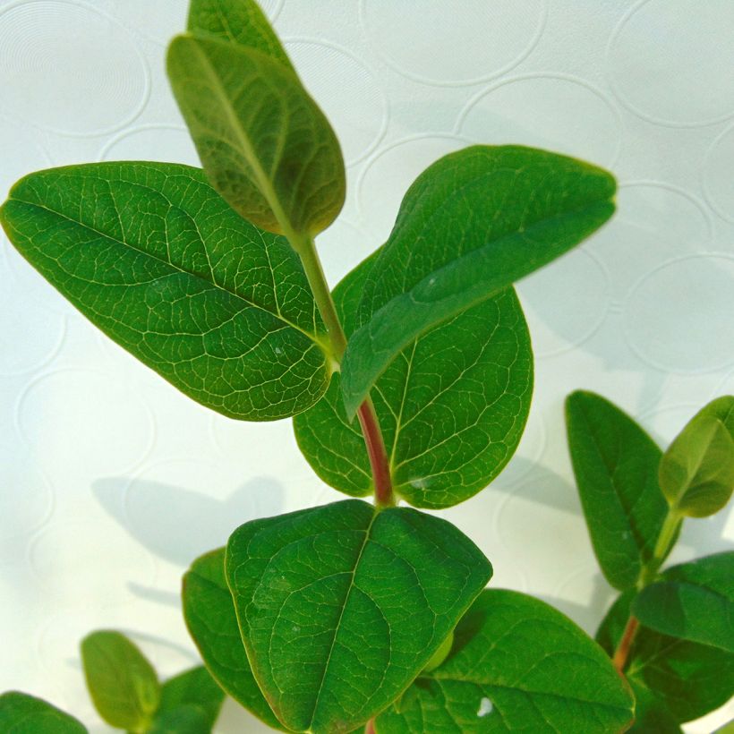 Hypericum inodorum Magical White Kolmawhi - Hertshooi (Foliage)